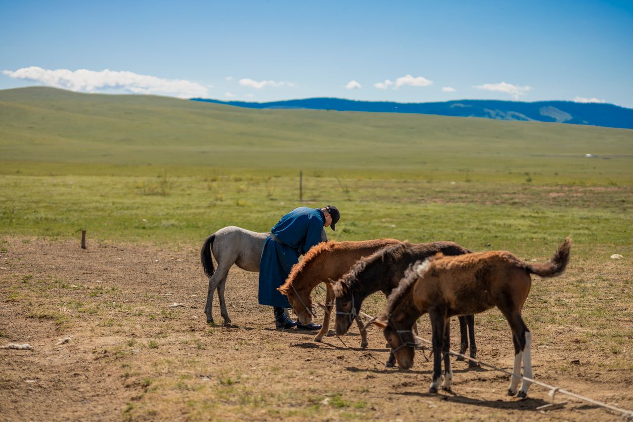 hero-img-02 A serene scene of a herder with horses on the vast Mongolian steppe under a blue sky.