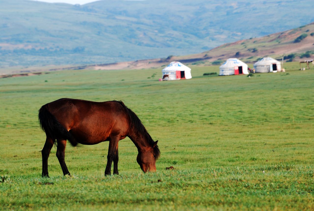 why-choose-us Horse grazing in lush Mongolian steppe with traditional yurts under a clear sky.